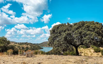 Rota Entre as Águas – 20,9km